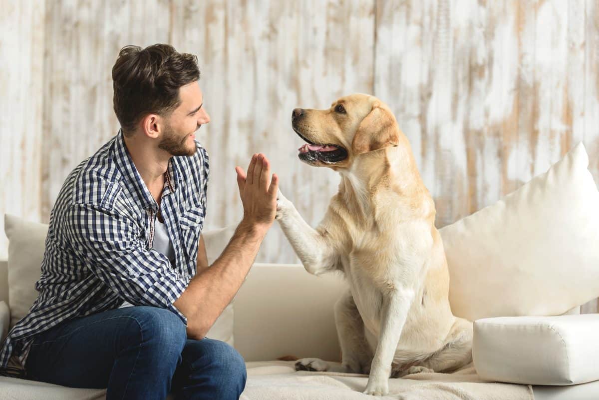 How Can I Prepare for Bringing a New Dog Home?