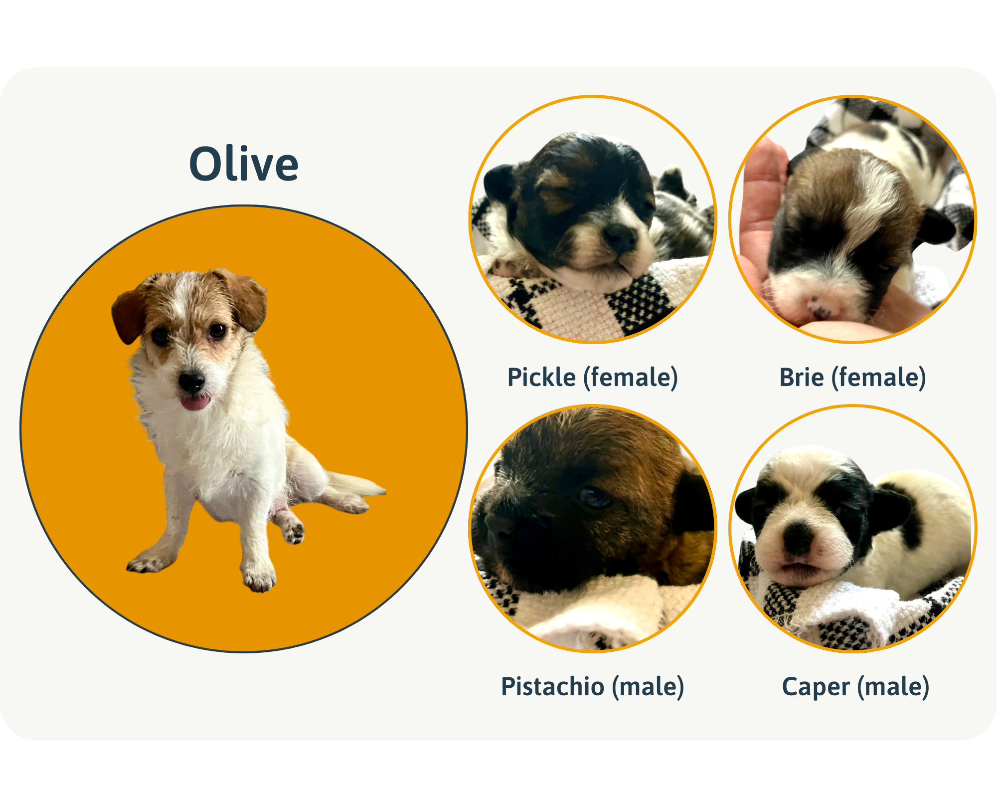 Meet Olive & Her Beautiful Babies!