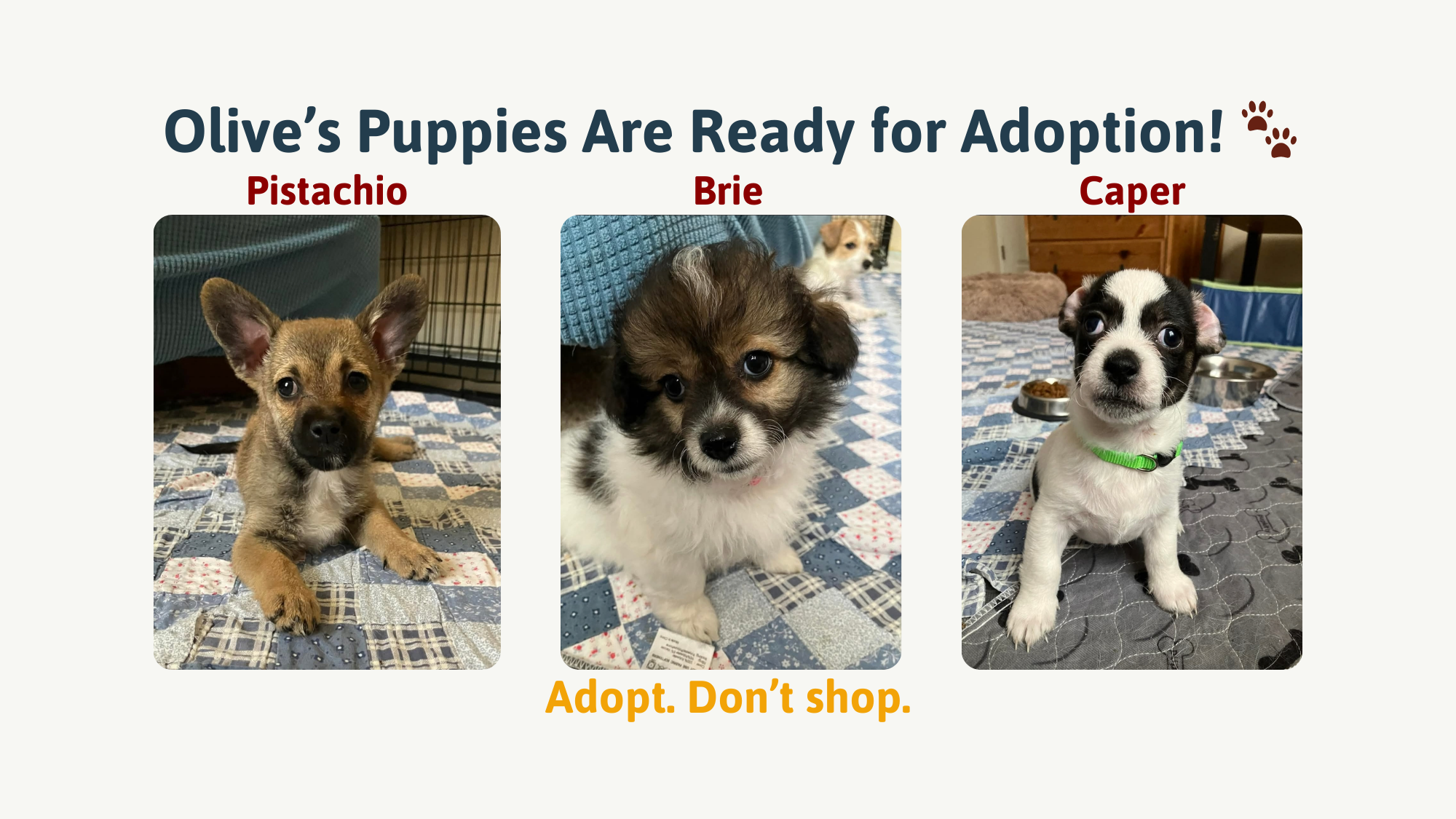 Olive’s Puppies Are Ready for Adoption! 🐾